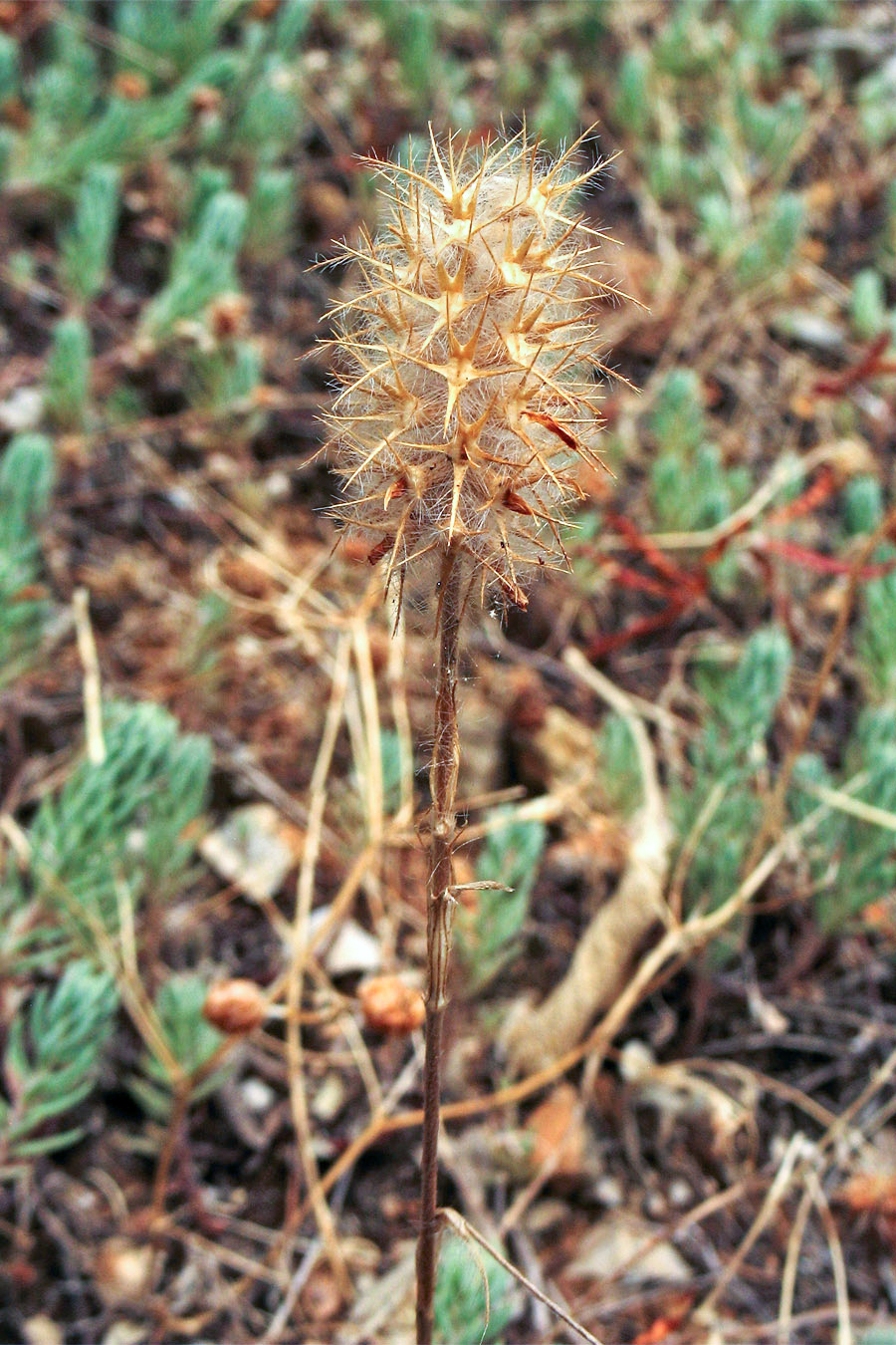 Изображение особи Trifolium angustifolium.