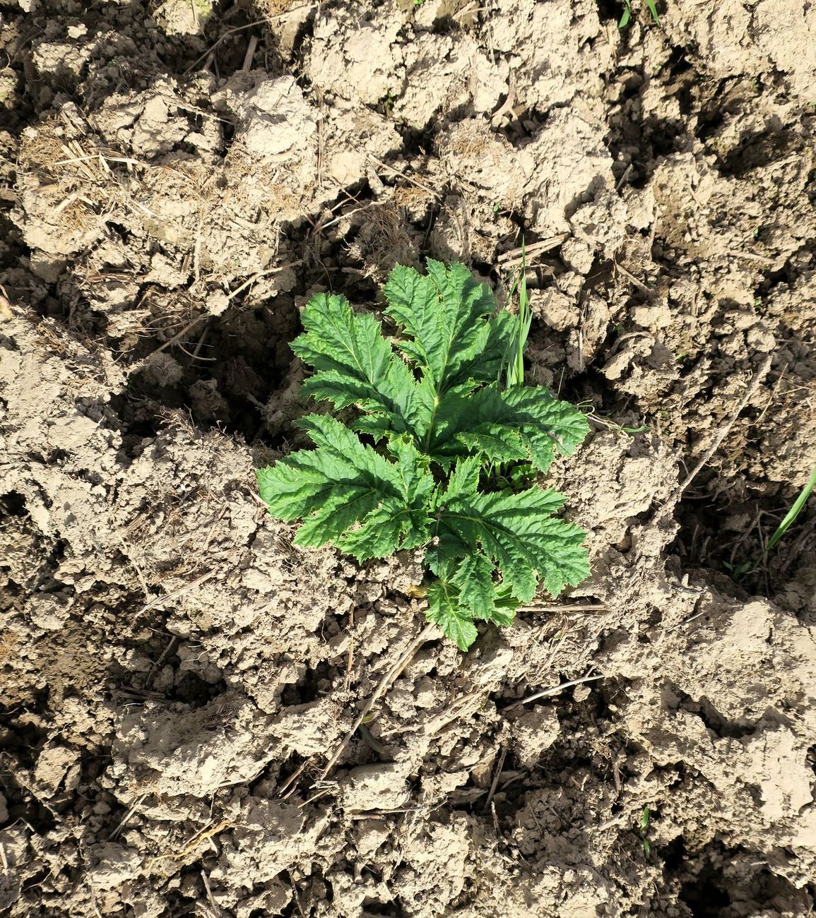 Image of Heracleum sosnowskyi specimen.