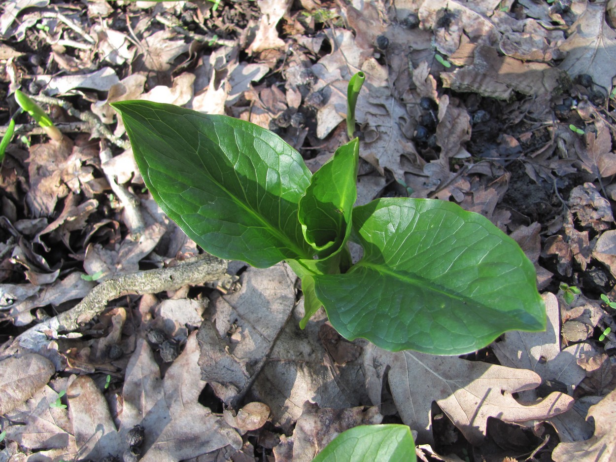 Image of genus Arum specimen.