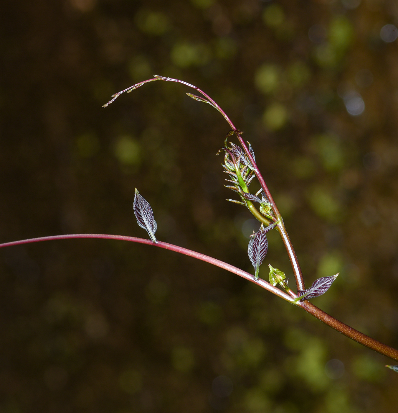 Image of Cobaea scandens specimen.