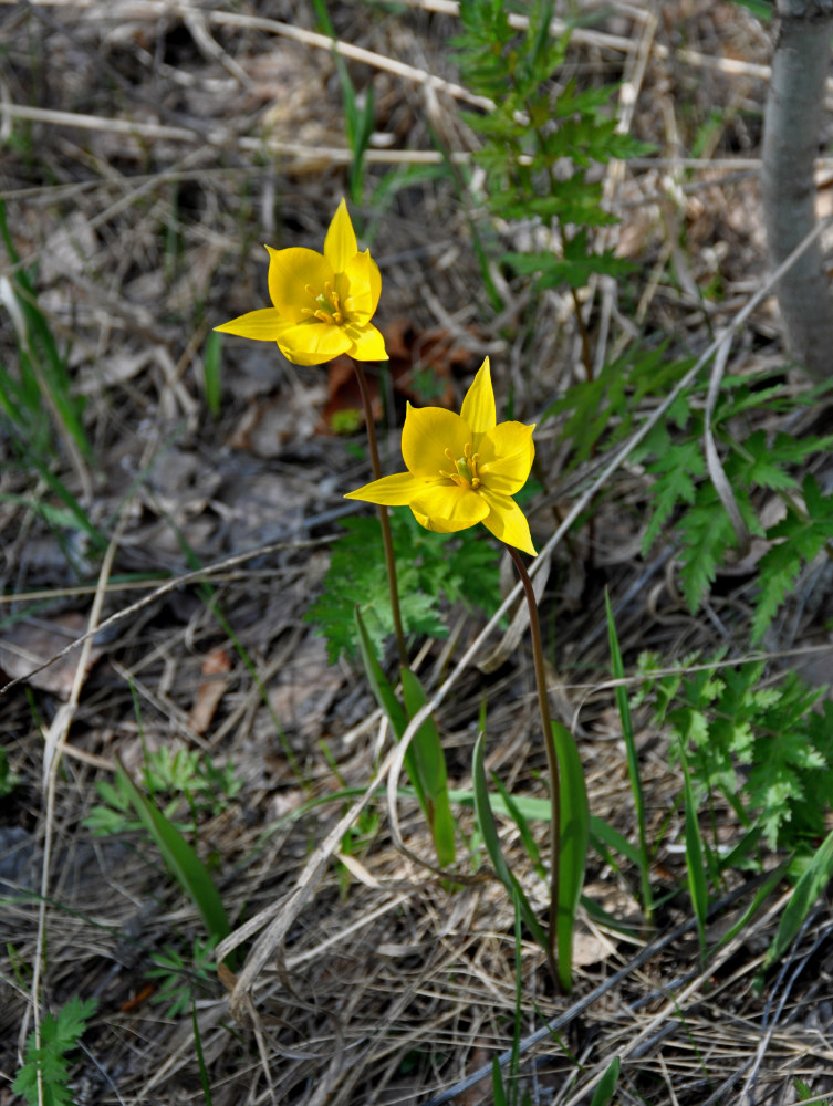 Изображение особи Tulipa biebersteiniana.