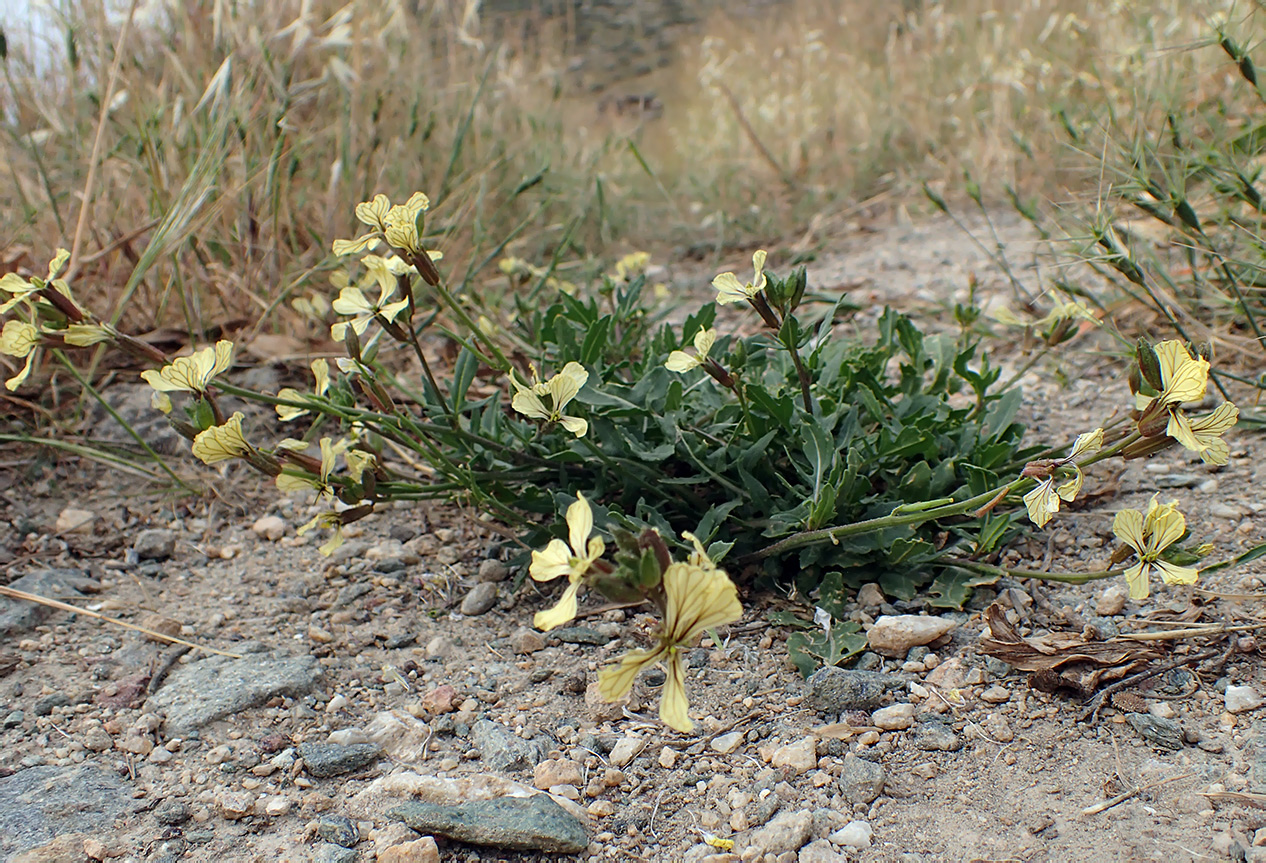 Image of Eruca sativa specimen.