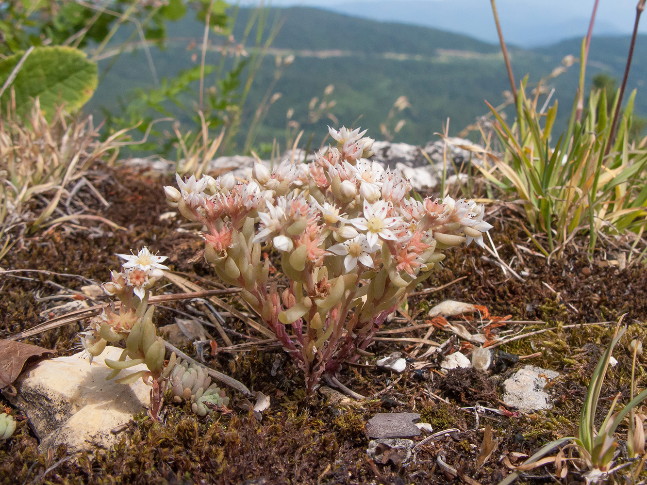 Image of Sedum hispanicum specimen.