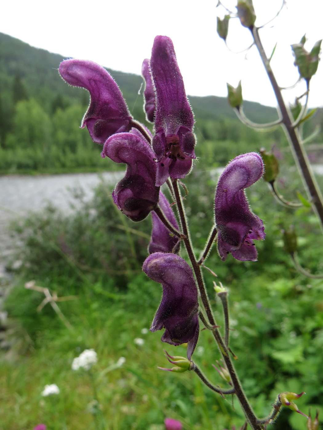 Изображение особи Aconitum septentrionale.