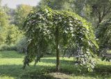 Ulmus glabra. Взрослое дерево (плакучая форма). Москва, ГБС, у входа в Японский сад. 31.08.2021.