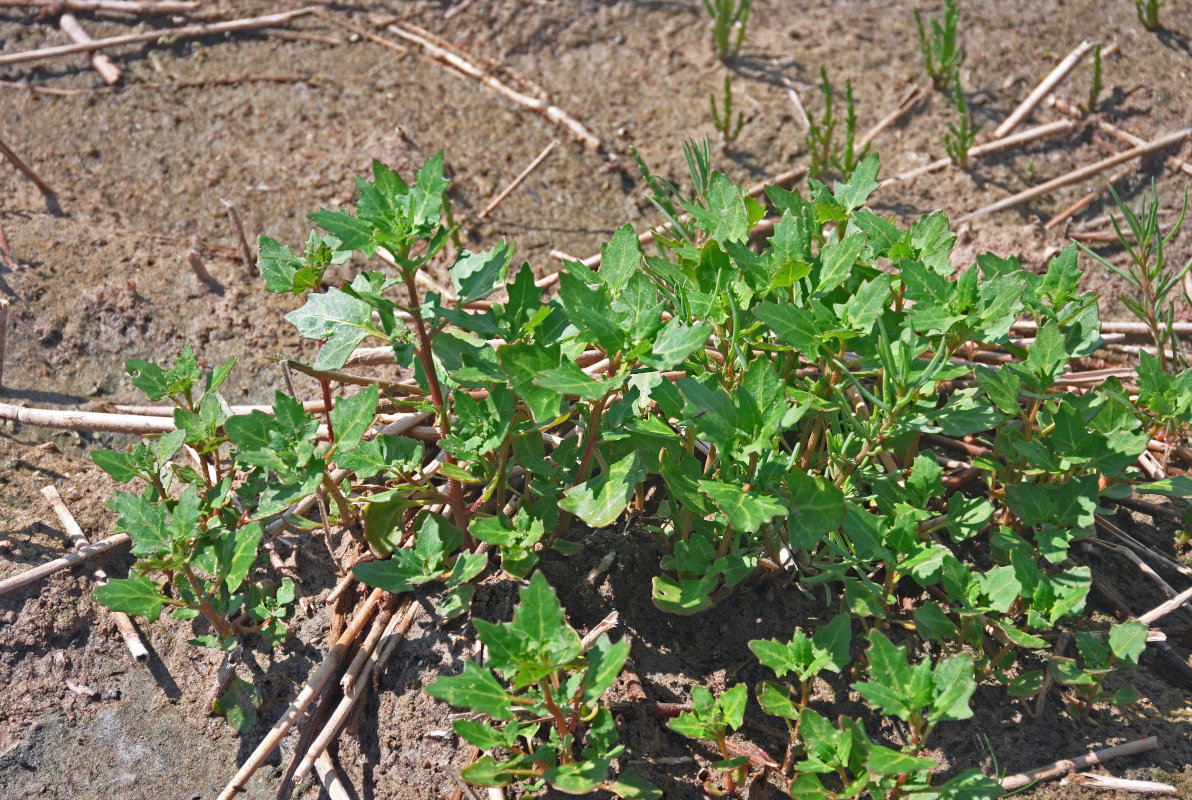 Image of genus Oxybasis specimen.