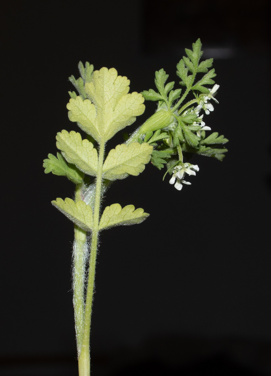 Изображение особи семейство Apiaceae.