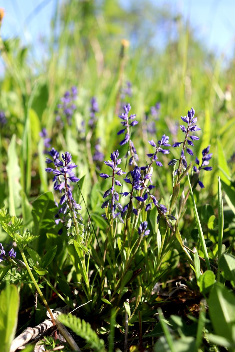 Image of Polygala amarella specimen.