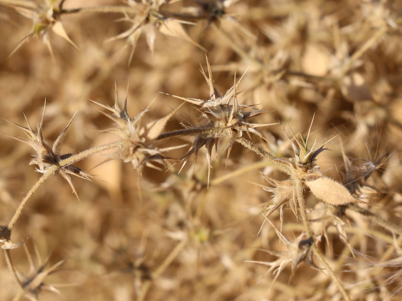 Image of Agriophyllum latifolium specimen.