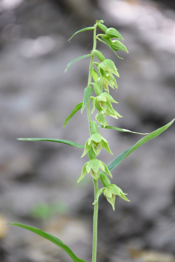 Изображение особи Epipactis leptochila.