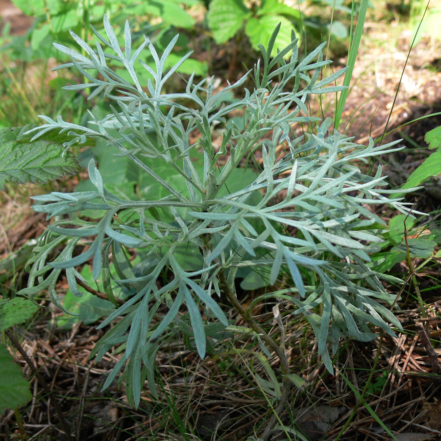 Изображение особи Artemisia sericea.