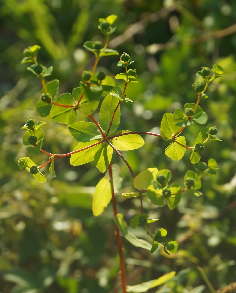 Image of Euphorbia stricta specimen.