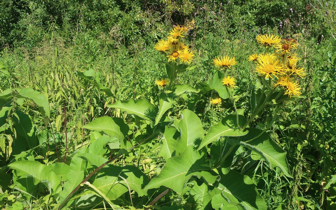 Image of Inula helenium specimen.