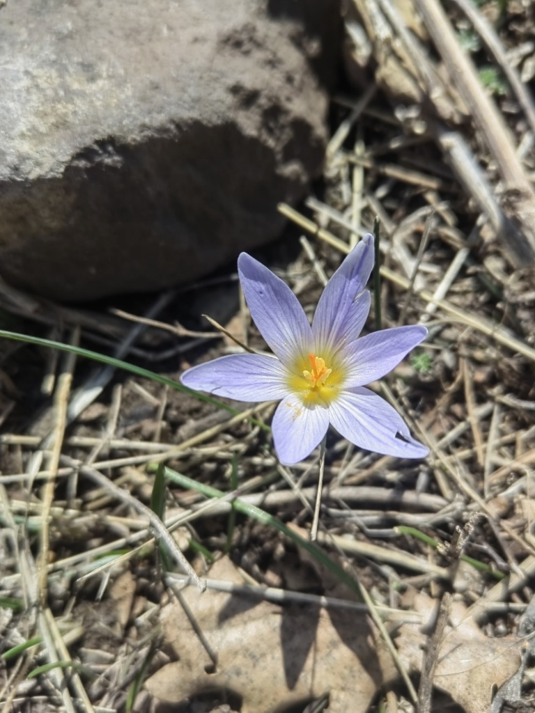 Image of Crocus adamii specimen.