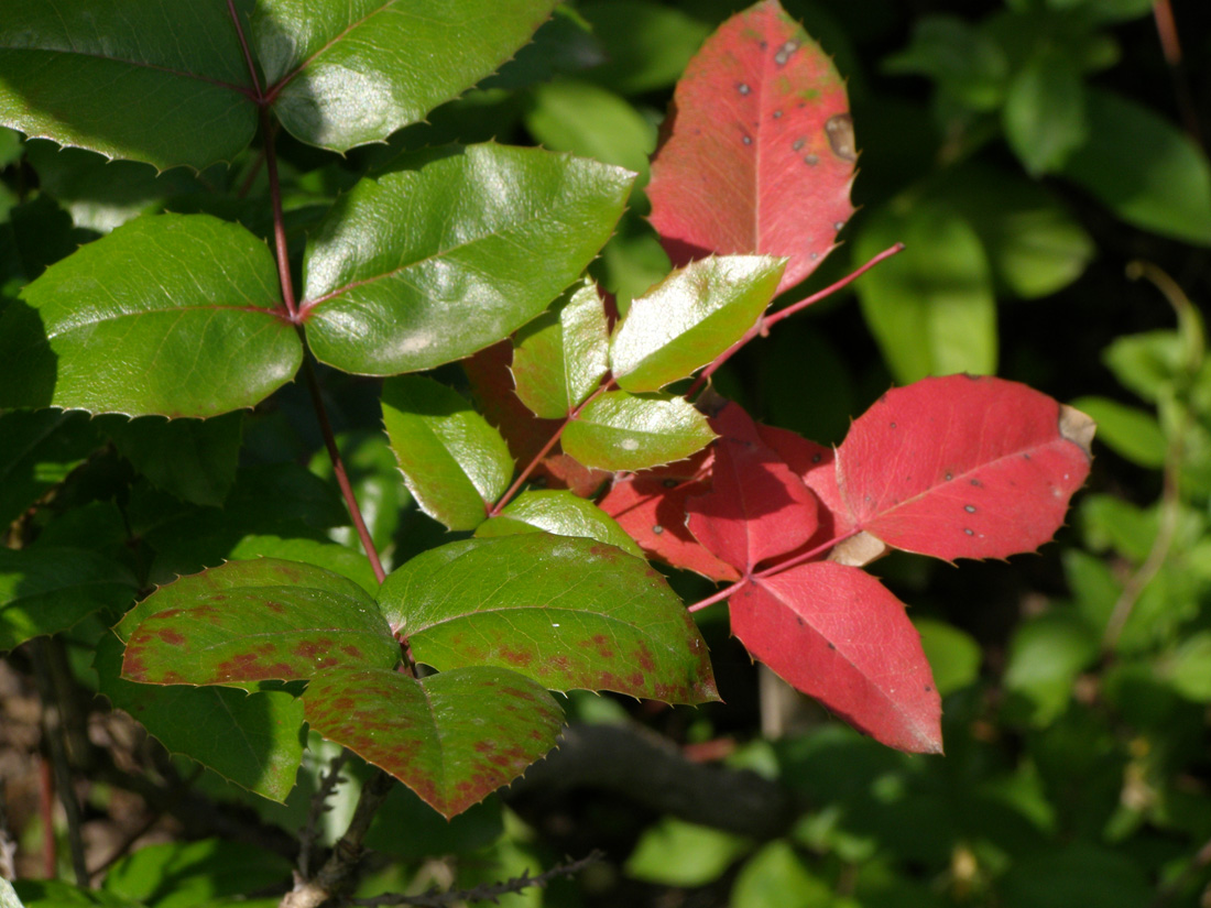 Изображение особи Mahonia aquifolium.