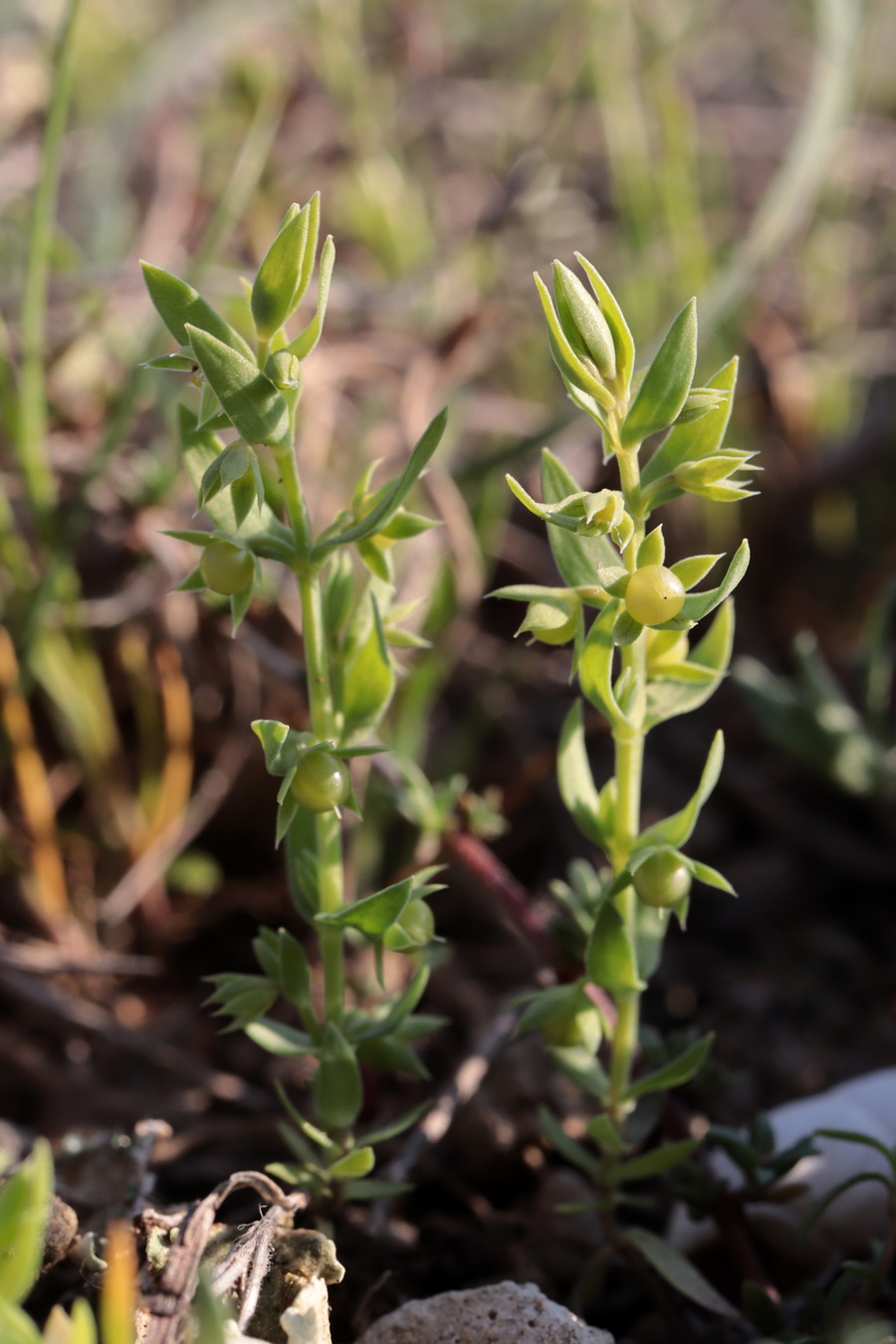 Изображение особи Asterolinon linum-stellatum.