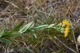 Inula aspera. Верхушка сорванного цветущего растения (видна абаксильная поверхность листьев). Кабардино-Балкария, долина р. Баксан, между памятником первовосходителям на Эльбрус и водопадом на р. Курмычи, высота 1600 м н.у.м., луг. 24 июля 2022 г.