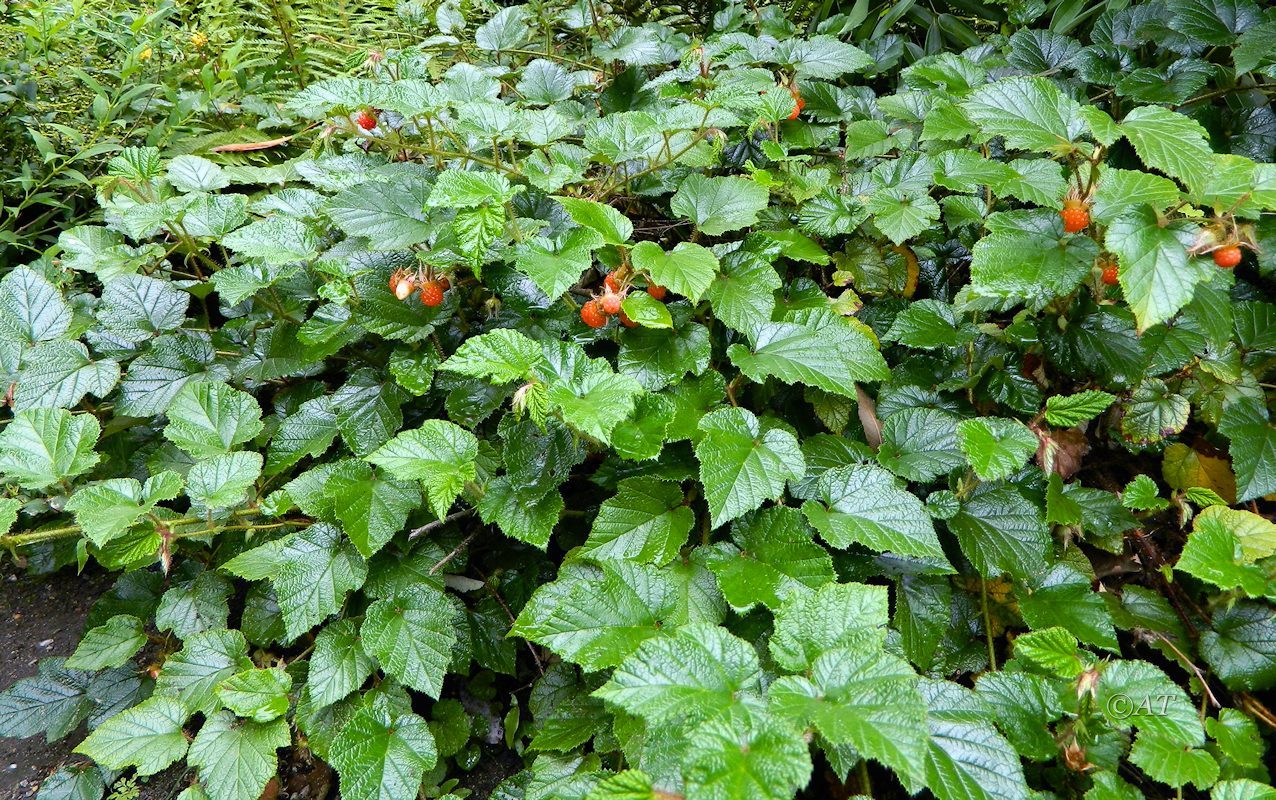 Изображение особи Rubus tricolor.