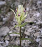 Castilleja pallida. Верхушка цветущего растения. Пермский край, Добрянский р-н, окр. с. Полазна, берег Камского водохранилища, обнажение гипса. 28.05.2023.