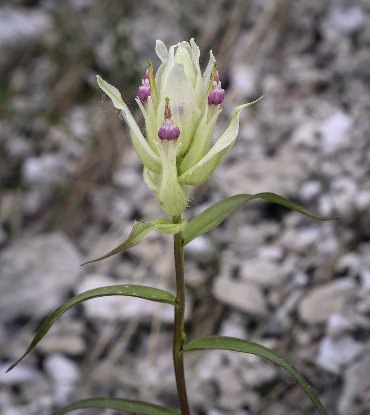 Изображение особи Castilleja pallida.