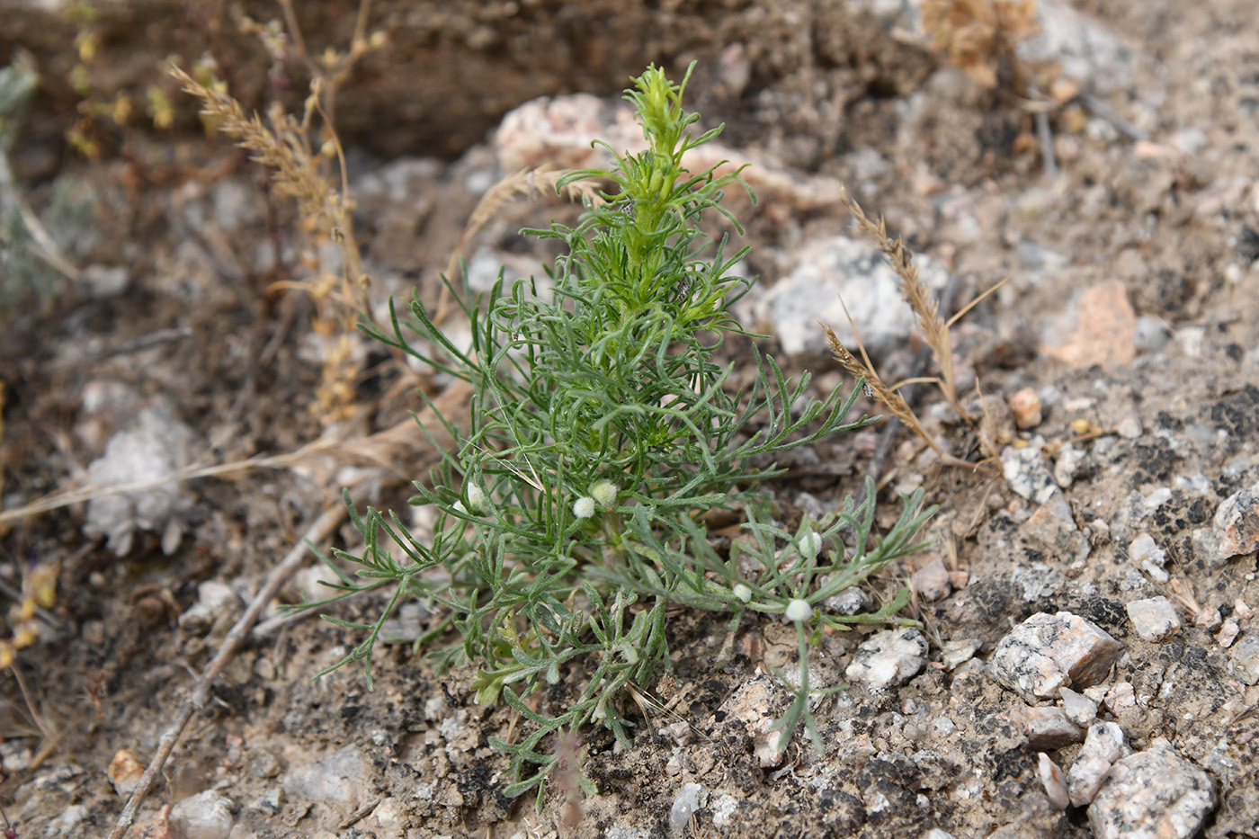 Image of Artemisia scoparia specimen.