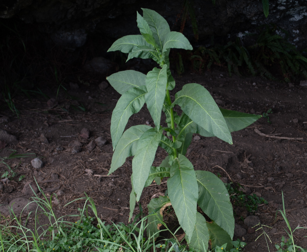 Изображение особи Nicotiana tabacum.