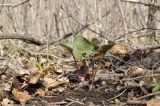 Asarum sieboldii. Цветущее растение. Приморский край, Шкотовский р-н, окр. пос. Подъяпольск, вершина небольшой приморской сопки, широколиственный лес. 23.04.2023.