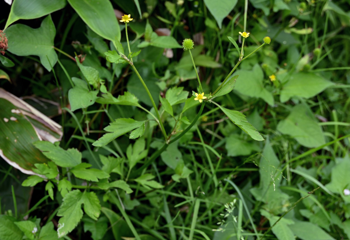 Изображение особи Ranunculus quelpaertensis.