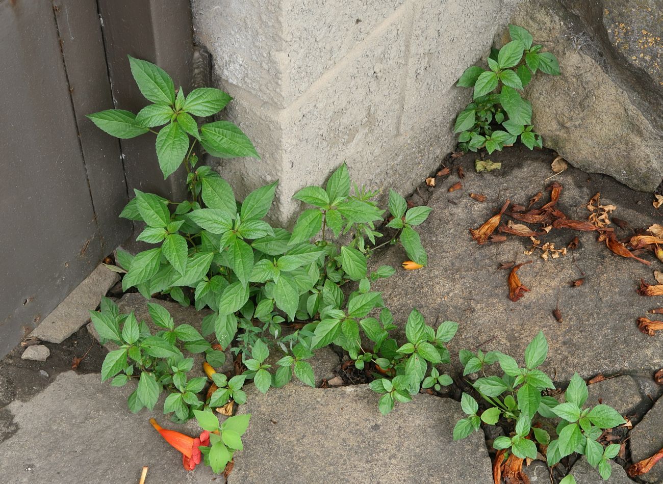 Image of Acalypha australis specimen.