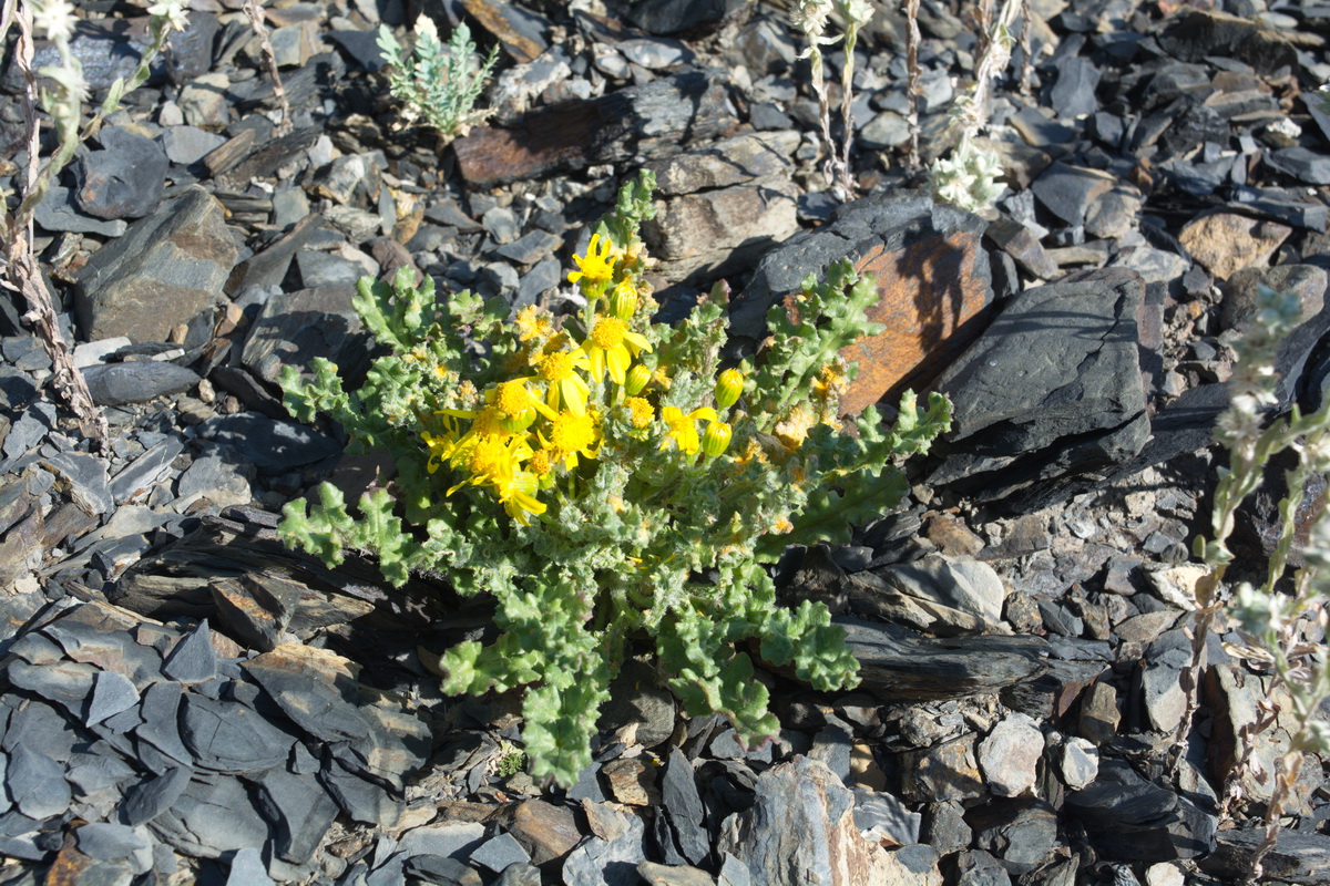 Изображение особи Senecio sosnovskyi.