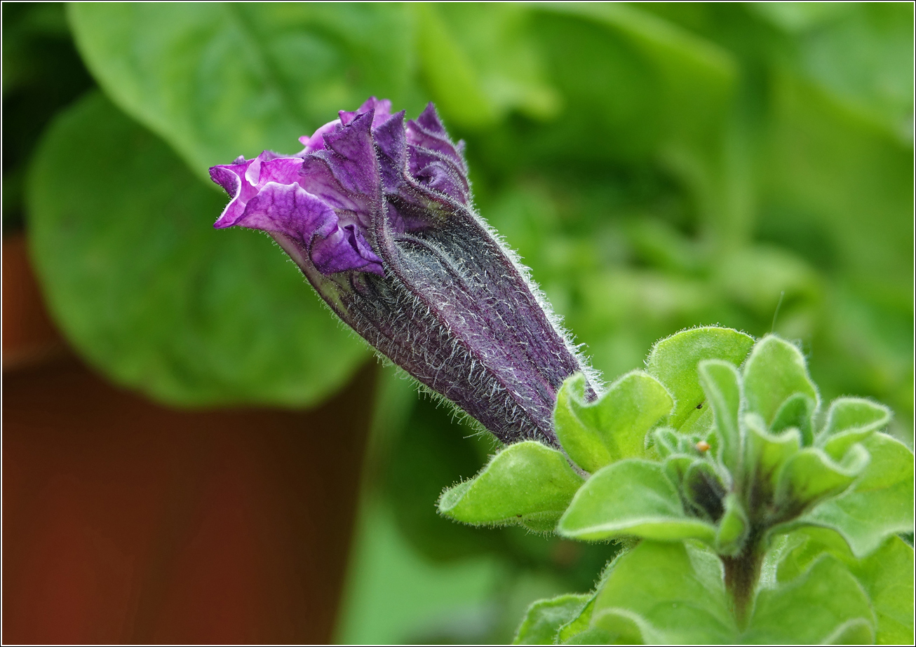 Изображение особи Petunia &times; hybrida.