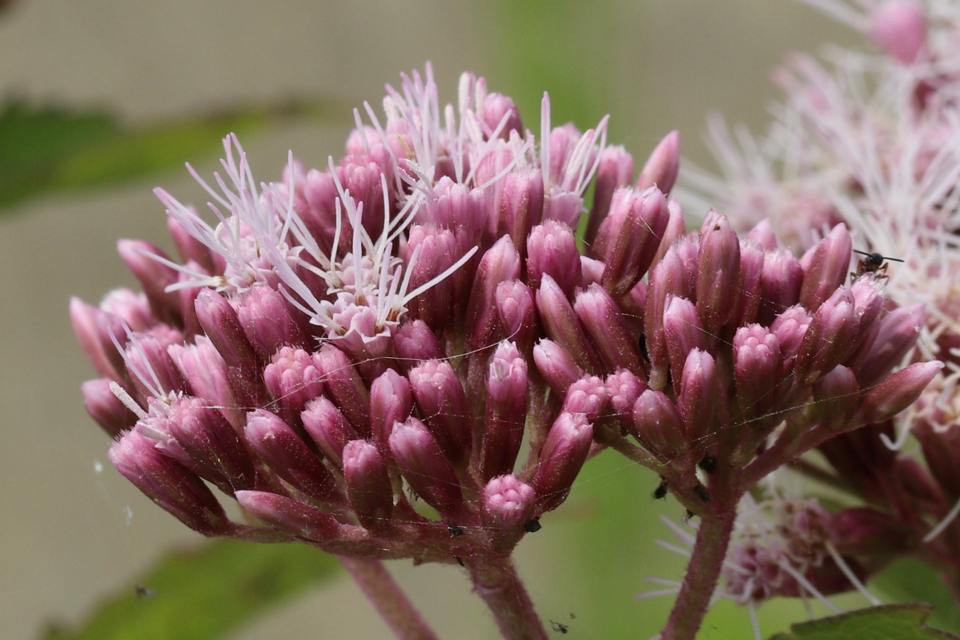 Image of Eupatorium cannabinum specimen.