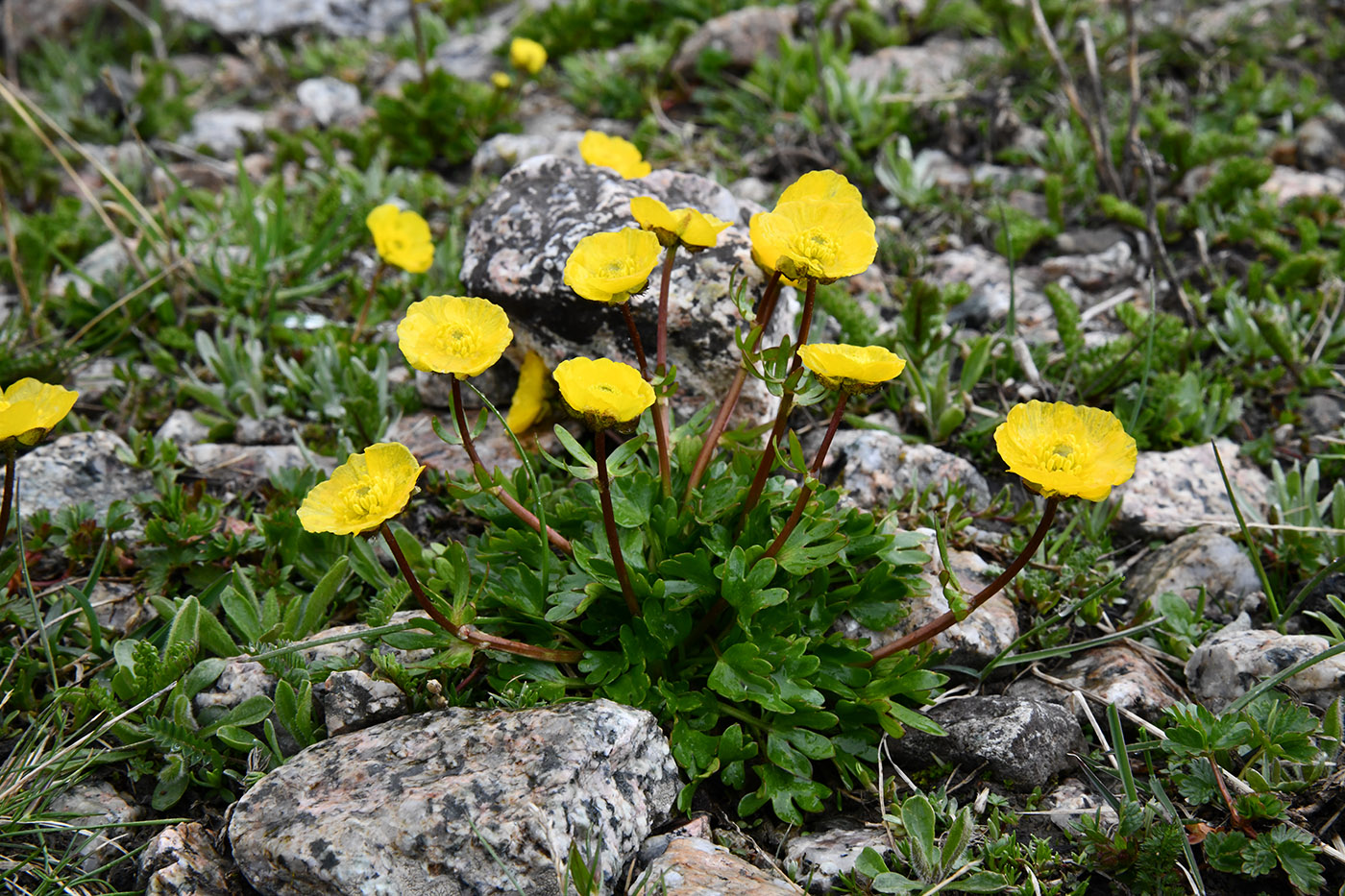 Изображение особи Ranunculus transiliensis.