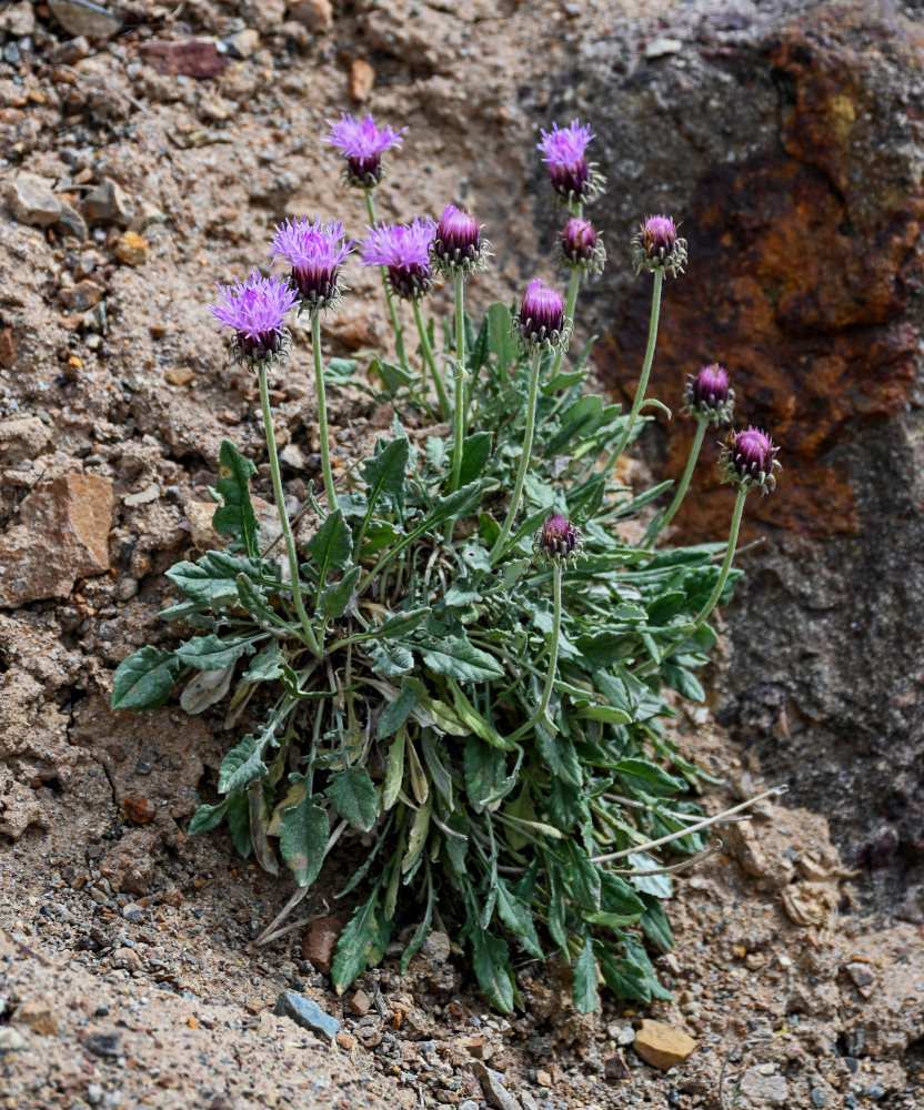 Image of Jurinea algida specimen.