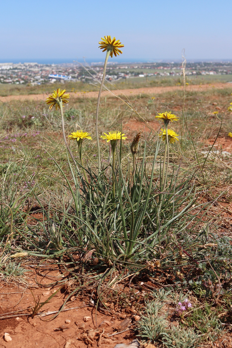 Image of Scorzonera villosa specimen.