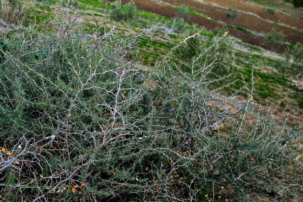 Image of Asparagus albus specimen.