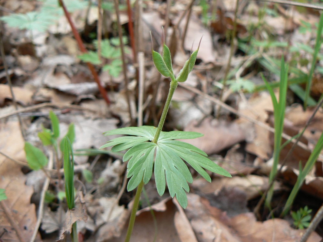 Изображение особи Eranthis stellata.