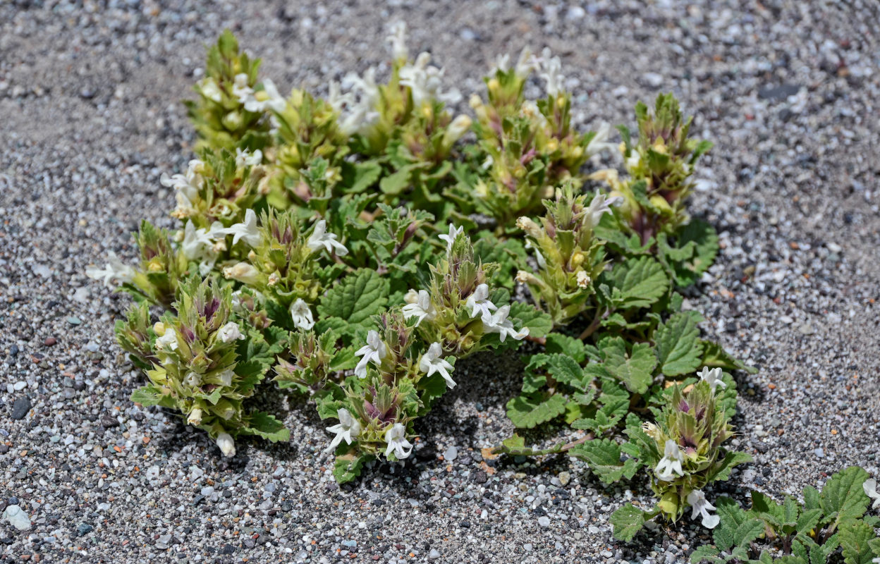 Image of Dracocephalum heterophyllum specimen.