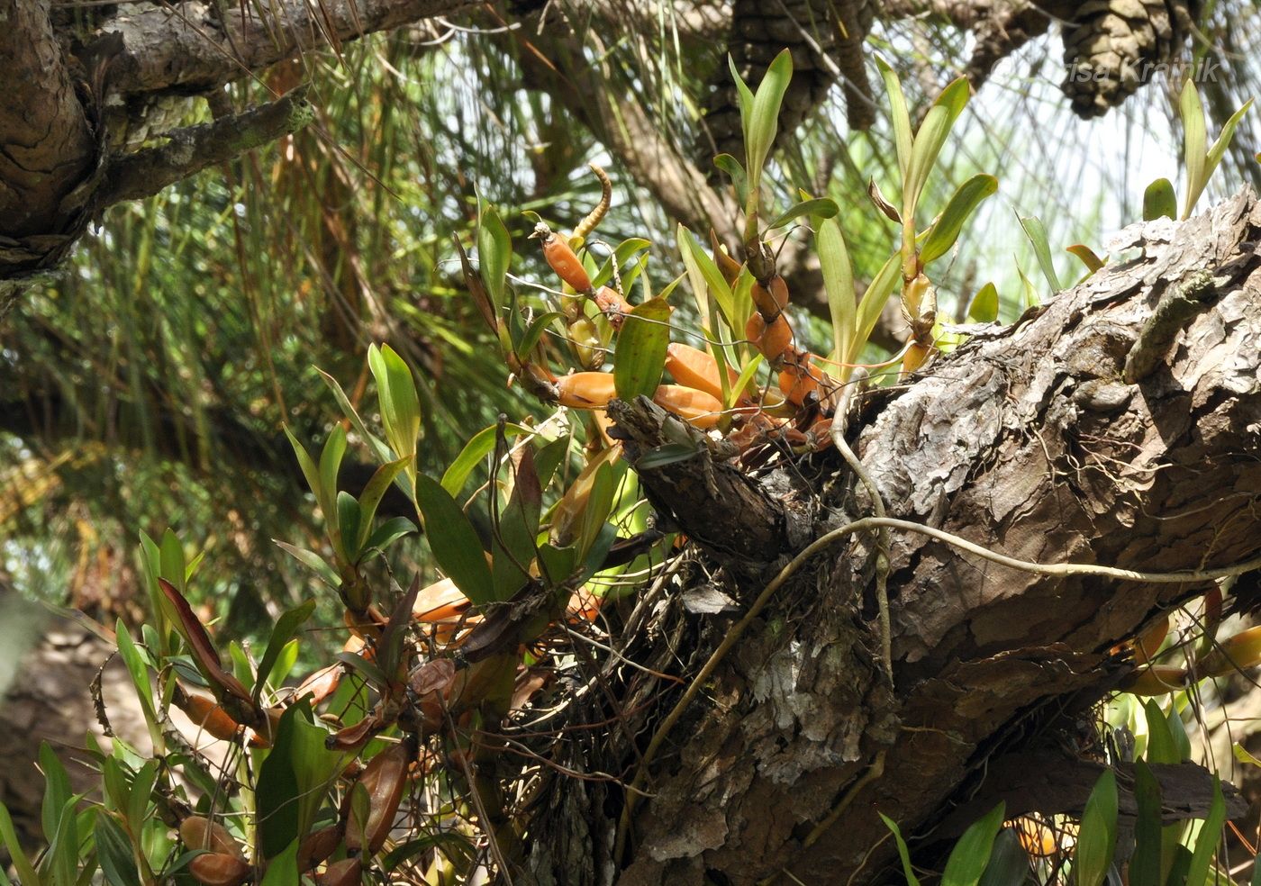 Изображение особи Dendrobium monophyllum.