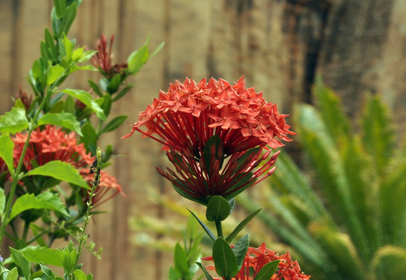 Image of Ixora coccinea specimen.