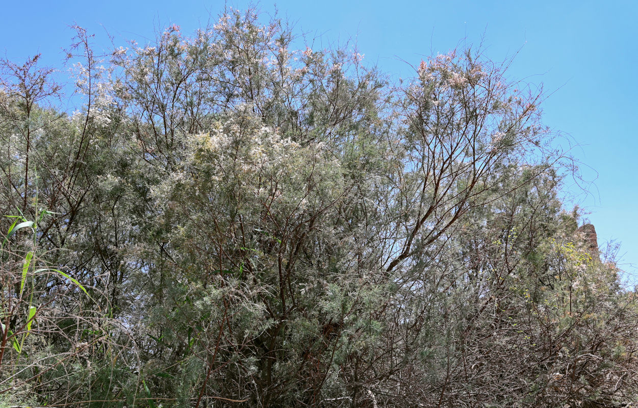 Image of genus Tamarix specimen.