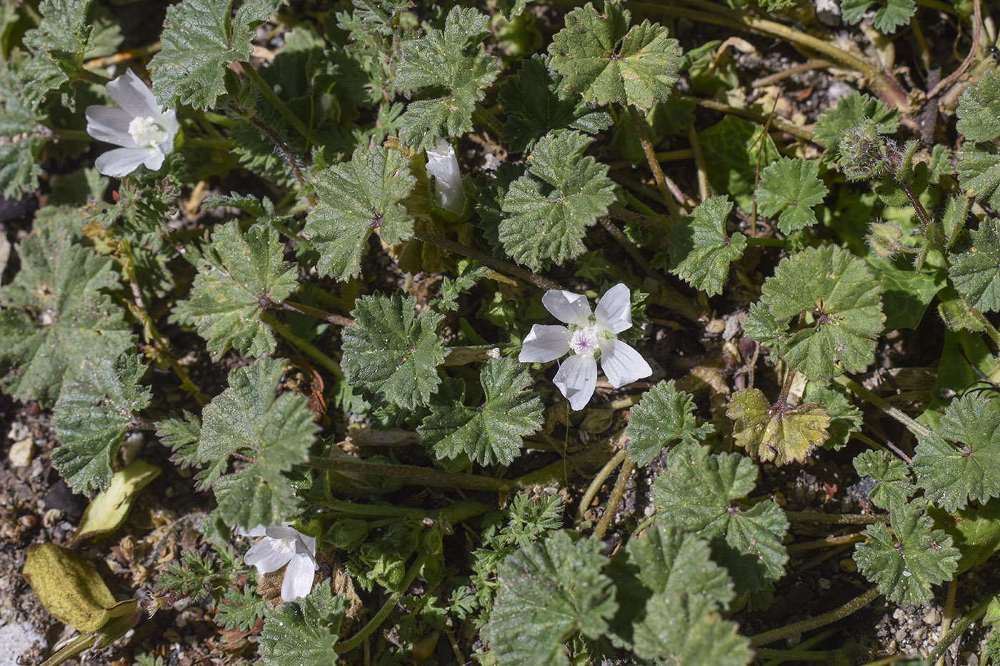 Image of Malva neglecta specimen.