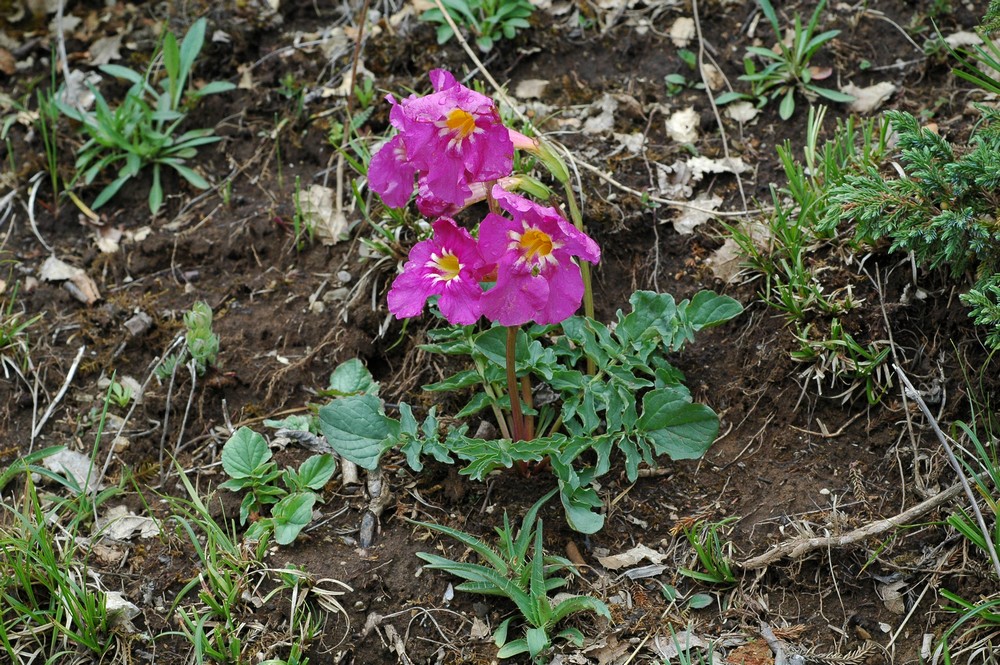 Image of Incarvillea mairei var. multifoliolata specimen.