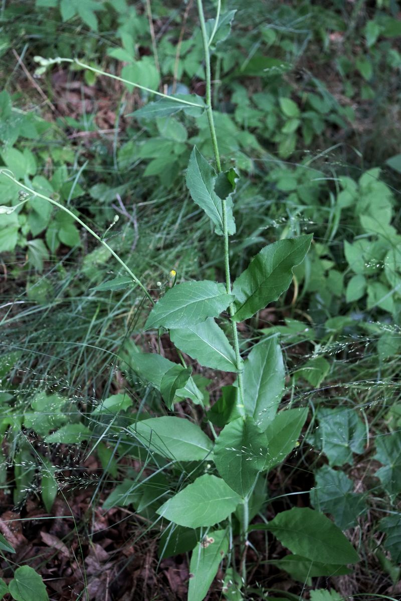 Image of Hieracium lanceolatum specimen.