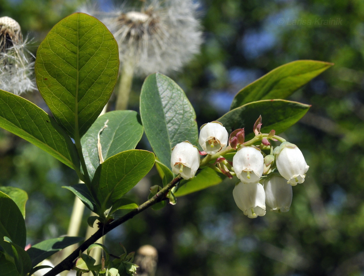 Изображение особи Vaccinium corymbosum.