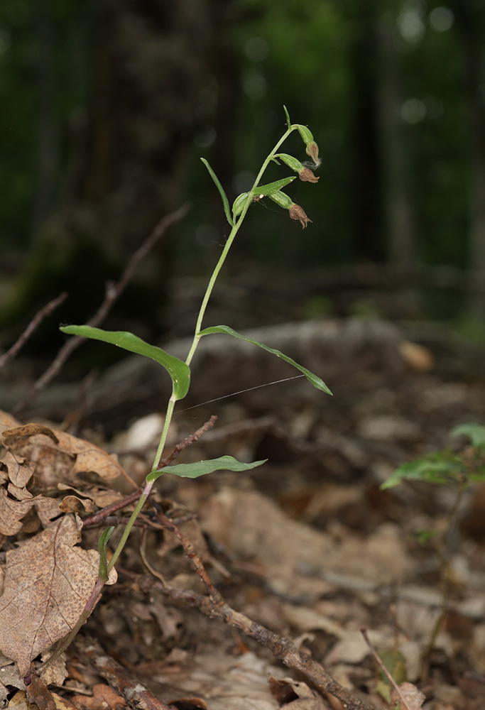 Image of Epipactis persica specimen.