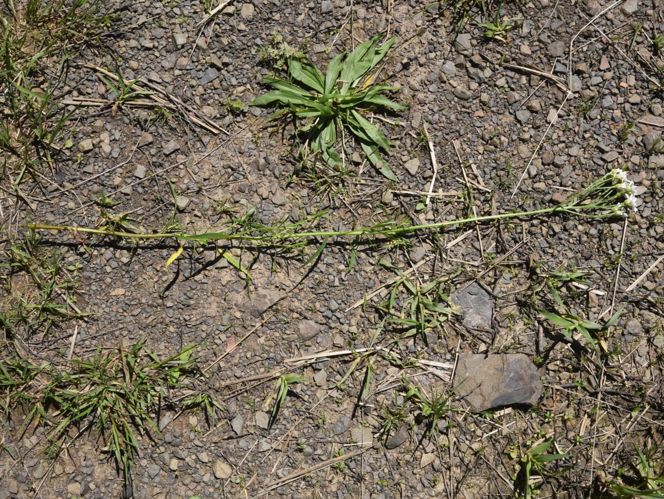 Изображение особи Achillea ptarmicifolia.