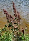 Rumex aquaticus