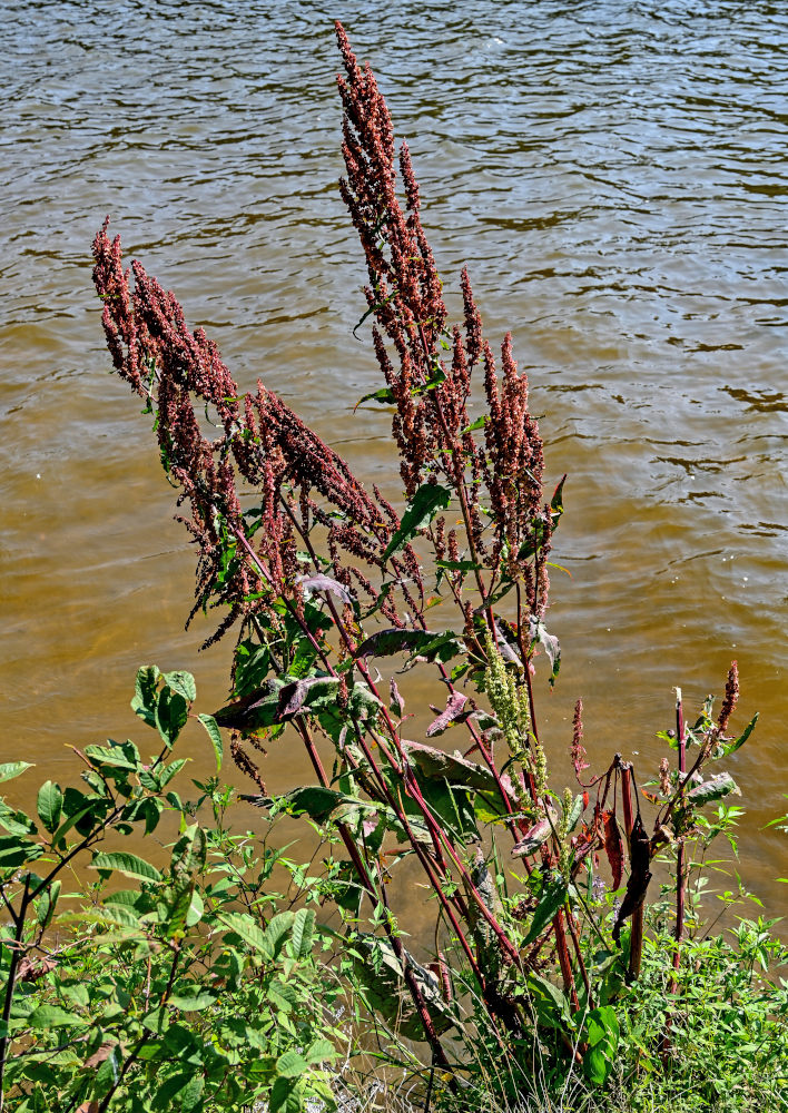 Изображение особи Rumex aquaticus.