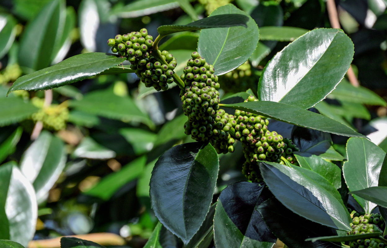 Изображение особи Ilex latifolia.